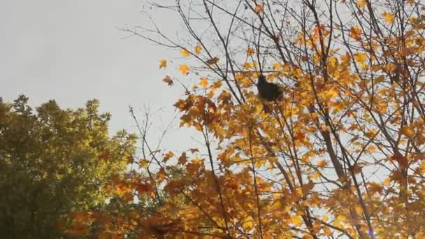 Wiewiórka, skacząc z gałęzi na gałąź — Wideo stockowe