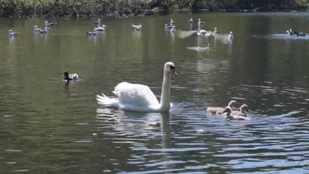 Cisnes nadando con sus bebés con gaviotas detrás — Vídeo de stock