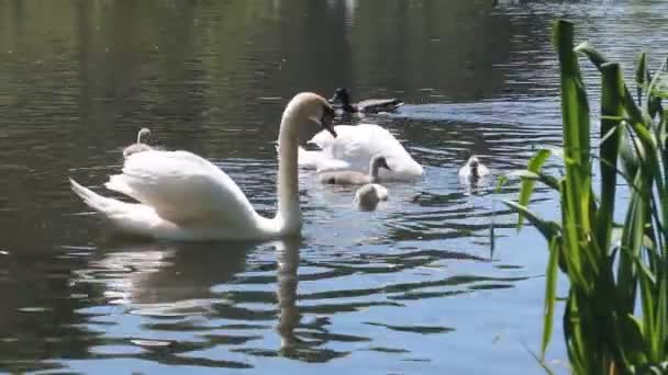 Couple de cygnes nageant dans un étang avec leurs cygnes — Video