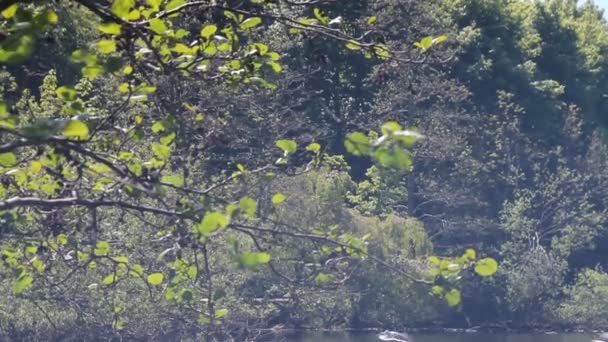 Pareja de cisnes nadando en un estanque con sus pichones, con gaviotas detrás — Vídeo de stock