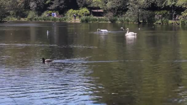Утки и лебеди плавают в пруду — стоковое видео
