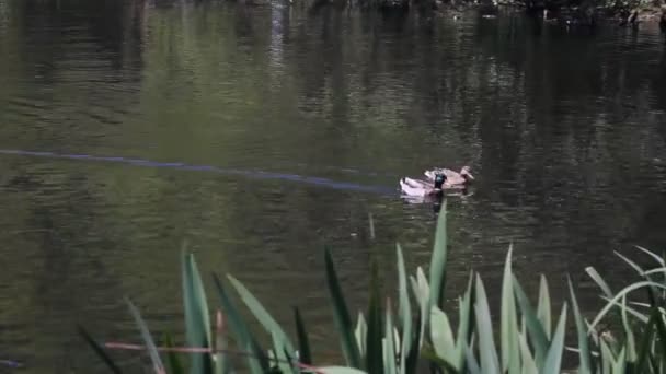 Bir su birikintisi içinde yüzmeye ördekler bir kaç — Stok video