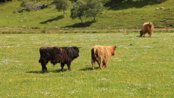 Vacas escocesas típicas en un campo — Vídeos de Stock