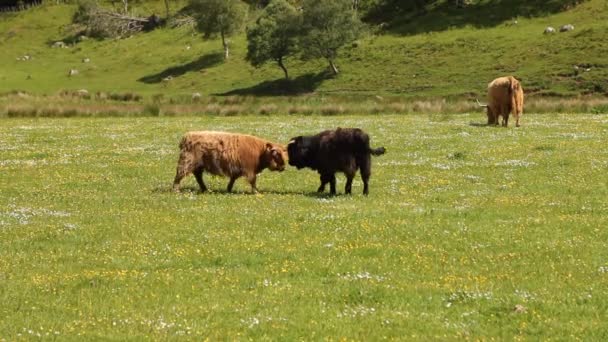 Τυπικό Σκωτίας αγελάδες σε ένα πεδίο — Αρχείο Βίντεο