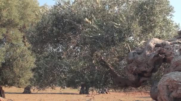 Verdrehter Stamm eines Olivenbaums — Stockvideo