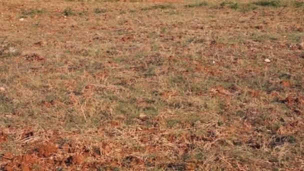 Osamělý olivovníku a červené hlíny země — Stock video