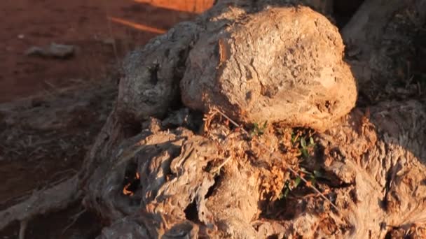 Detail of a tree trunk and red clay earth — Stock Video