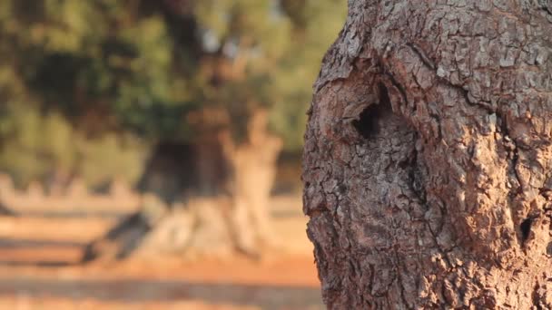 Detail of an olive tree trunk — Stock Video