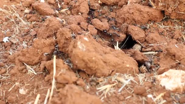 Detail of the anthill entrance with working ants — Stock Video