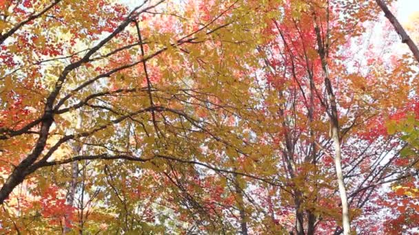 Schmale Straße im Killarney Provincial Park — Stockvideo