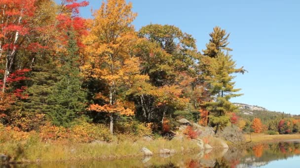 Étang et arbres d'automne réfléchissant sur l'eau calme — Video