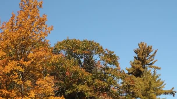 Early autumn trees reflecting on calm water — Stock Video