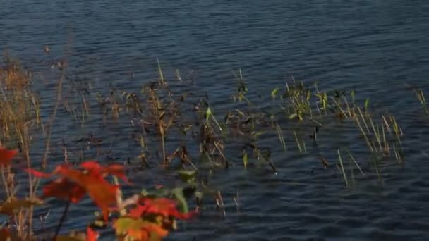 Gebladerte landschap met meer — Stockvideo