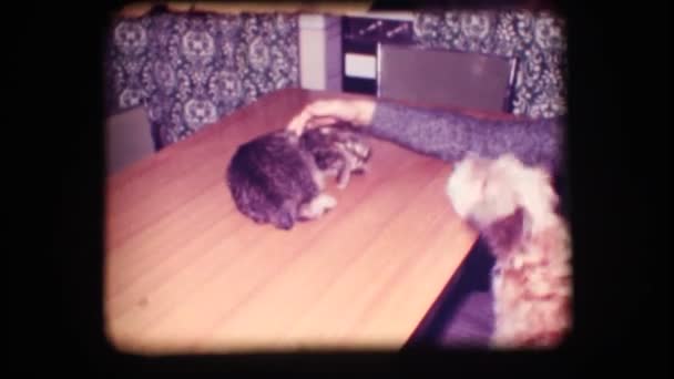 Vintage 8mm. Perro ladrando a gato asustado . — Vídeos de Stock