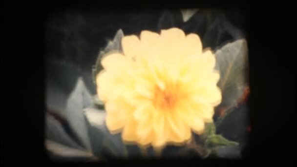 Vintage 8 mm. κοντινό πλάνο λουλούδια — Αρχείο Βίντεο