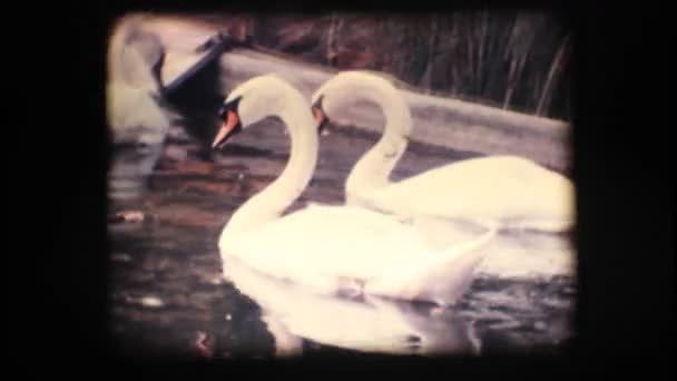 Oito milímetros vintage. Cisnes em uma lagoa — Vídeo de Stock