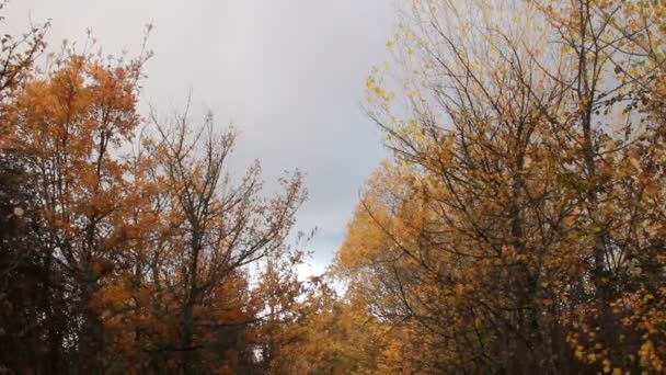 Bäume mit gelben Blättern im Herbst in der spanischen Landschaft — Stockvideo