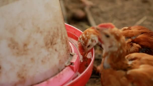 Little chickens drinking — Stock Video