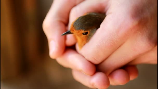 给一只小鸟的自由 — 图库视频影像