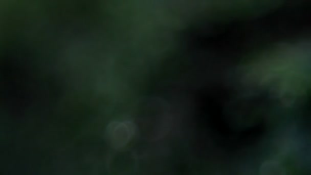 Moschus auf einem Baumstamm, mit Makrolinse. — Stockvideo
