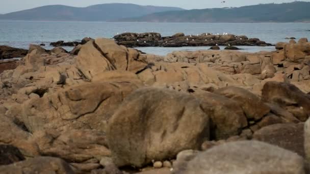 Чайки на скале возле моря в Галисии, Испания — стоковое видео