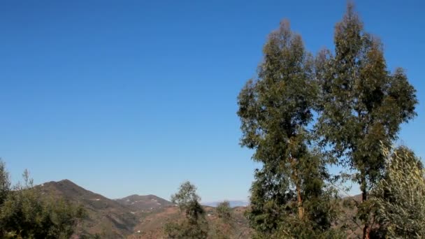 Ein Eukalyptusbaum fällt. — Stockvideo