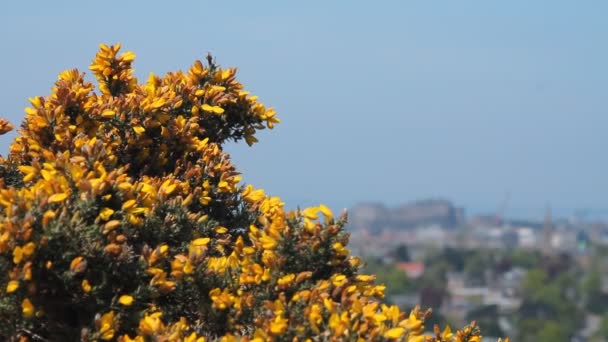 Vista del castillo en Edimburgo — Vídeos de Stock