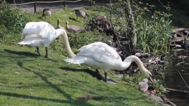 Un par de cisnes con pequeños ciñuelos — Vídeo de stock