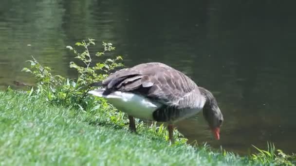 Pato caminando y agua potable — Vídeo de stock