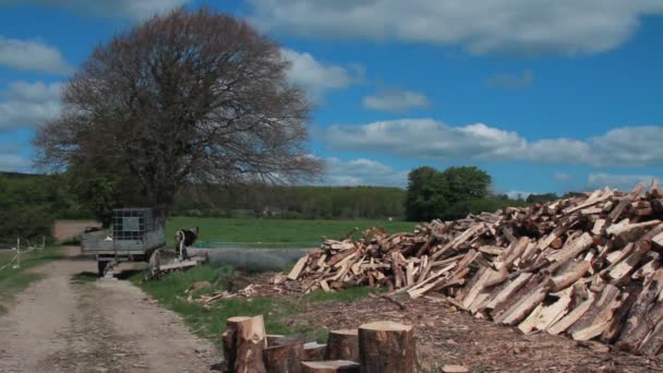 Árbol y madera cortada — Vídeos de Stock