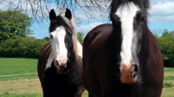 Um par de cavalos irlandeses — Vídeo de Stock