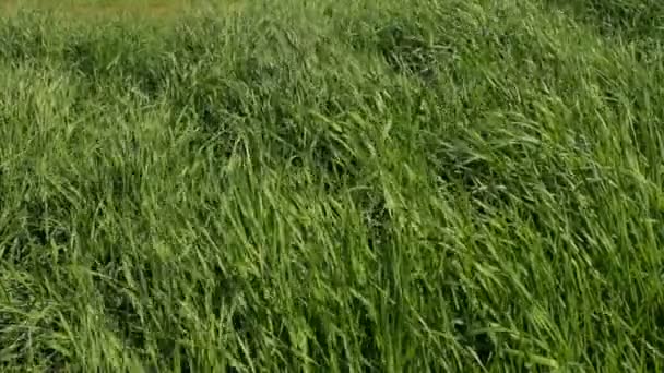 Un campo con hierba en un día ventoso . — Vídeo de stock