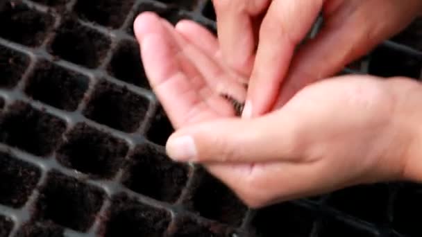 Semis à la main de graines biologiques . — Video