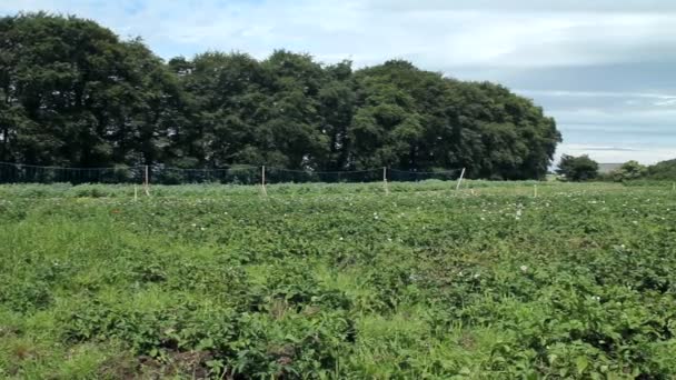 Un campo irlandés en verano — Vídeo de stock