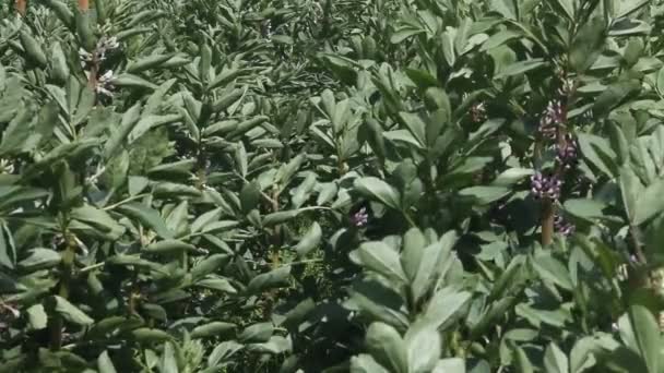 Planten van aardappelen in een winderige dag. — Stockvideo