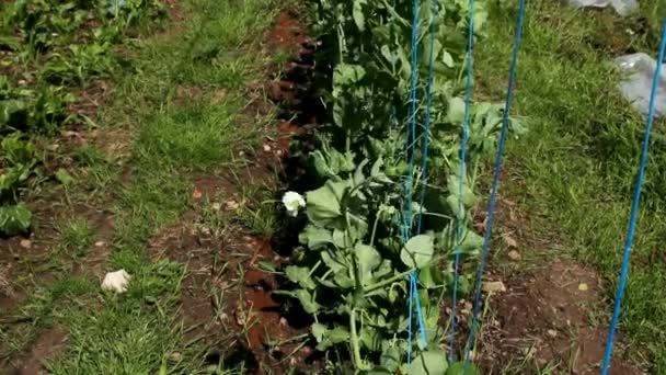 A field of organic peas. — Stock Video