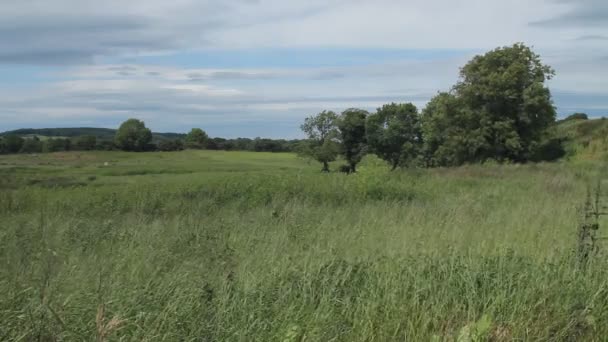 Ein Feld an einem windigen irischen Tag. — Stockvideo