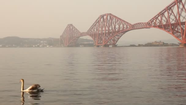 Zwanen met de brug weer achter — Stockvideo