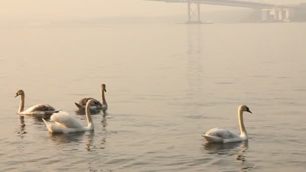 Group of swans swimming in the sea — Stock Video