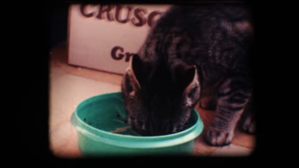 Vintage 8 mm. kat eten — Stockvideo