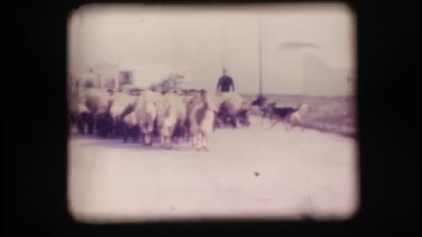 Vintage 8mm. Herd of sheep — Stock Video