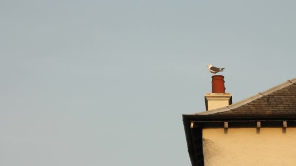 Gaviota esperando en la azotea — Vídeo de stock