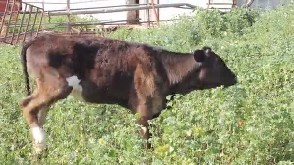 Un ternero comiendo algo de hierba — Vídeos de Stock
