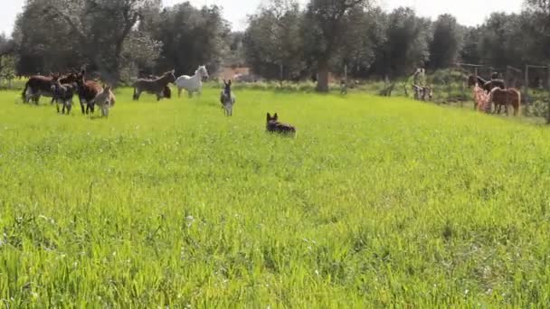 Un chien dans un champ avec des ânes et des chevaux — Video