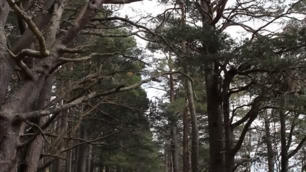 Walking footpath in the woods — Stock Video