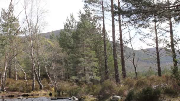 Ström av vatten i skogen — Stockvideo