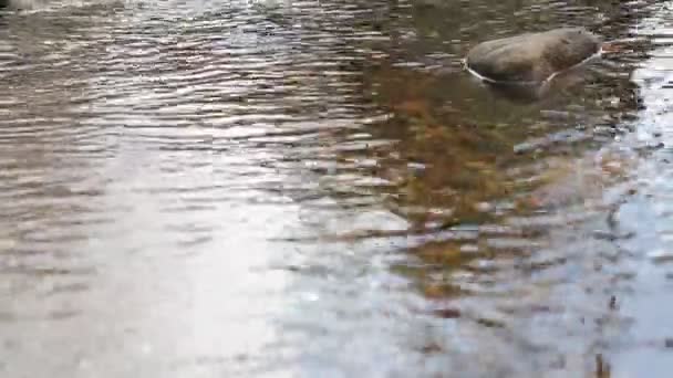 Felsen und fließendes Wasser — Stockvideo