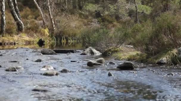 Ruisseau d'eau dans les bois — Video