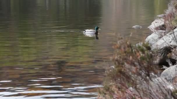 Eend zwemmen en wandelen in het woud — Stockvideo