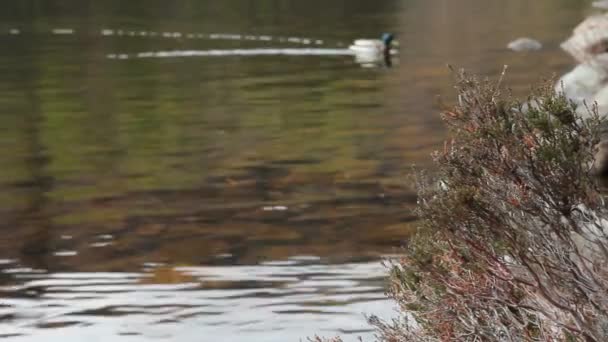 Canard nageant dans un lac — Video